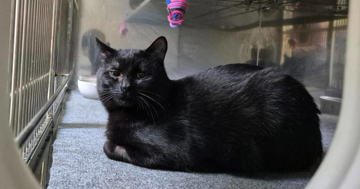 Predivan mačak Silvestar traži svoj dom