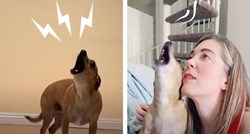 VIDEO Ovaj pas obožava pjevati. Poslušajte ga