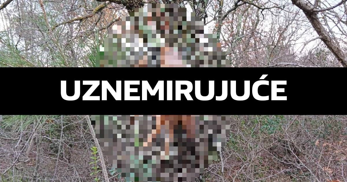 Netko je ubio divlju životinju i tijelo objesio na stablo. "Ovo je namjerna poruka"