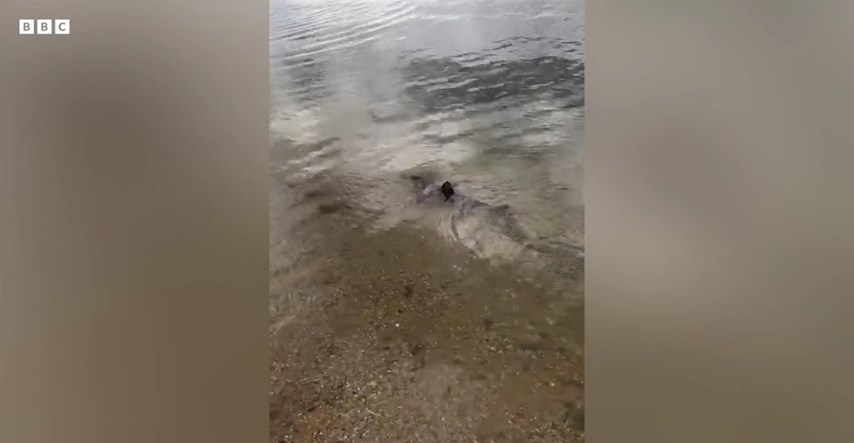 VIDEO U britanskoj rijeci uočen morski pas