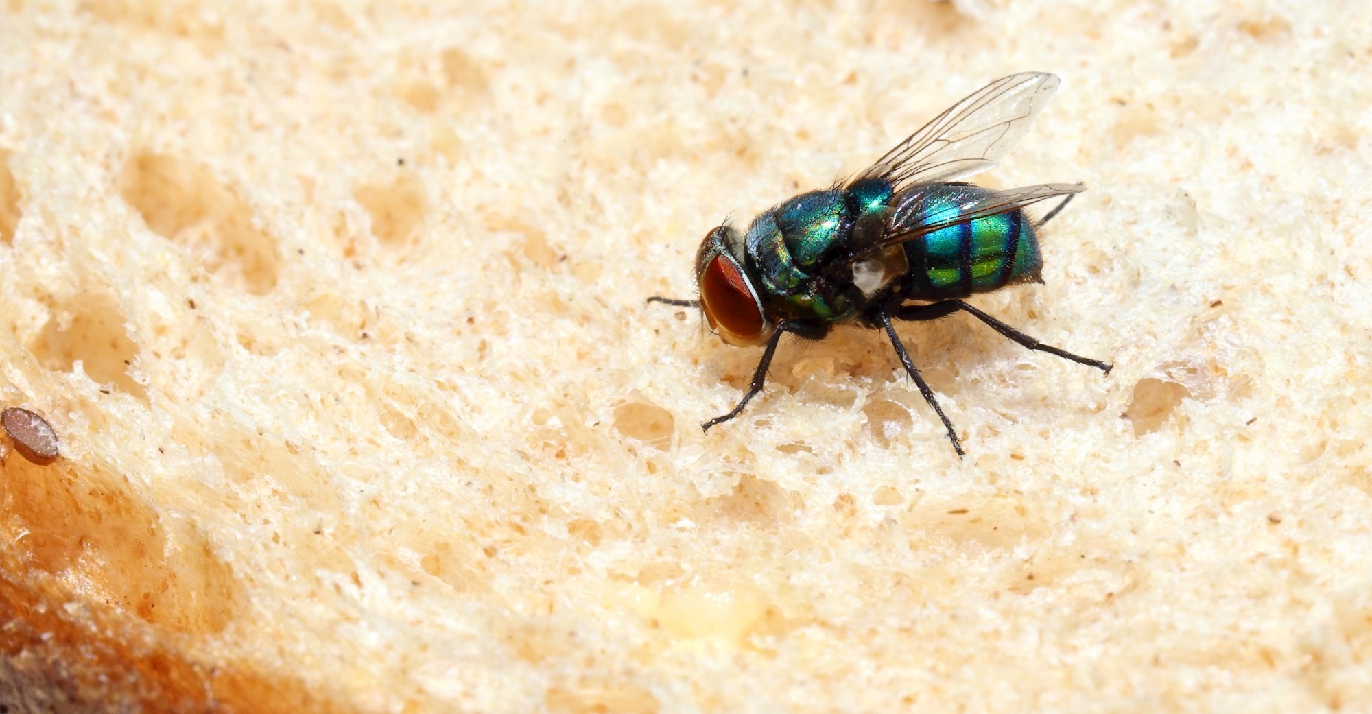 Kad saznate što vam muhe rade po hrani, pazit ćete gdje slijeću