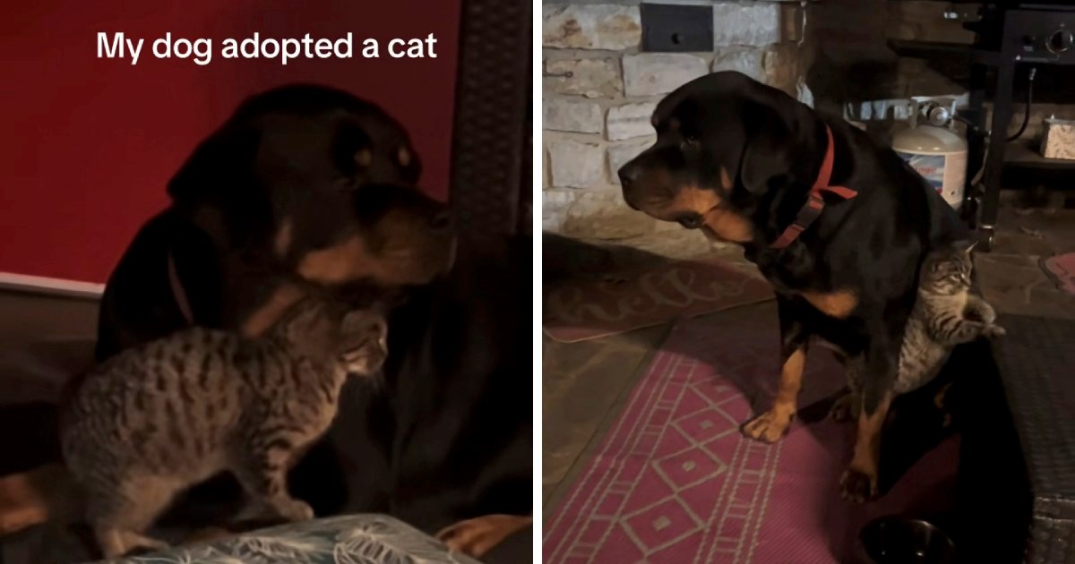 Nježna rotvajlerica "posvojila" seosku mačku, njihova veza je neraskidiva