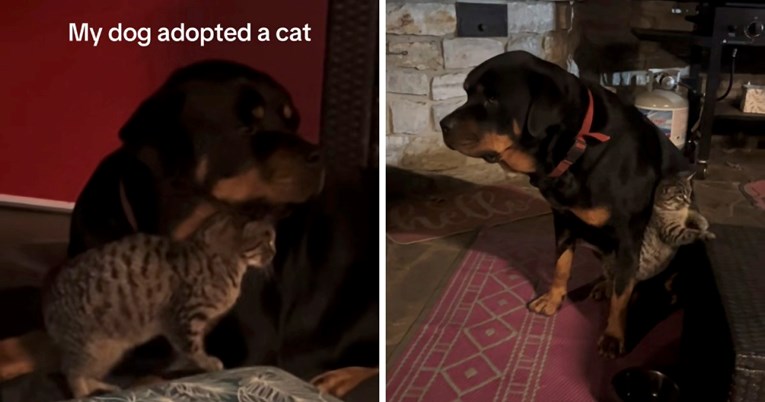 Nježna rotvajlerica "posvojila" seosku mačku, njihova veza je neraskidiva