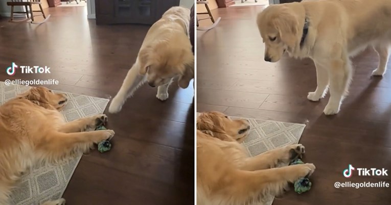 “Oceanovih 11”: Retriverica pokušava ukrasti igračku a da ne probudi sestru