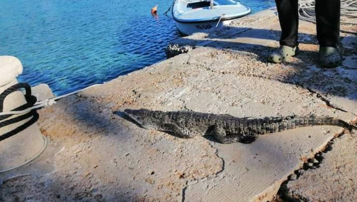 "Ljudi moji zar je i to moguće": Na jednom našem otoku snimljen krokodil na rivi