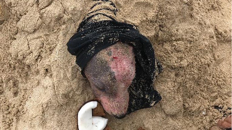 Na Havajima su pronašli i spasili psa kojeg je netko zakopao živog