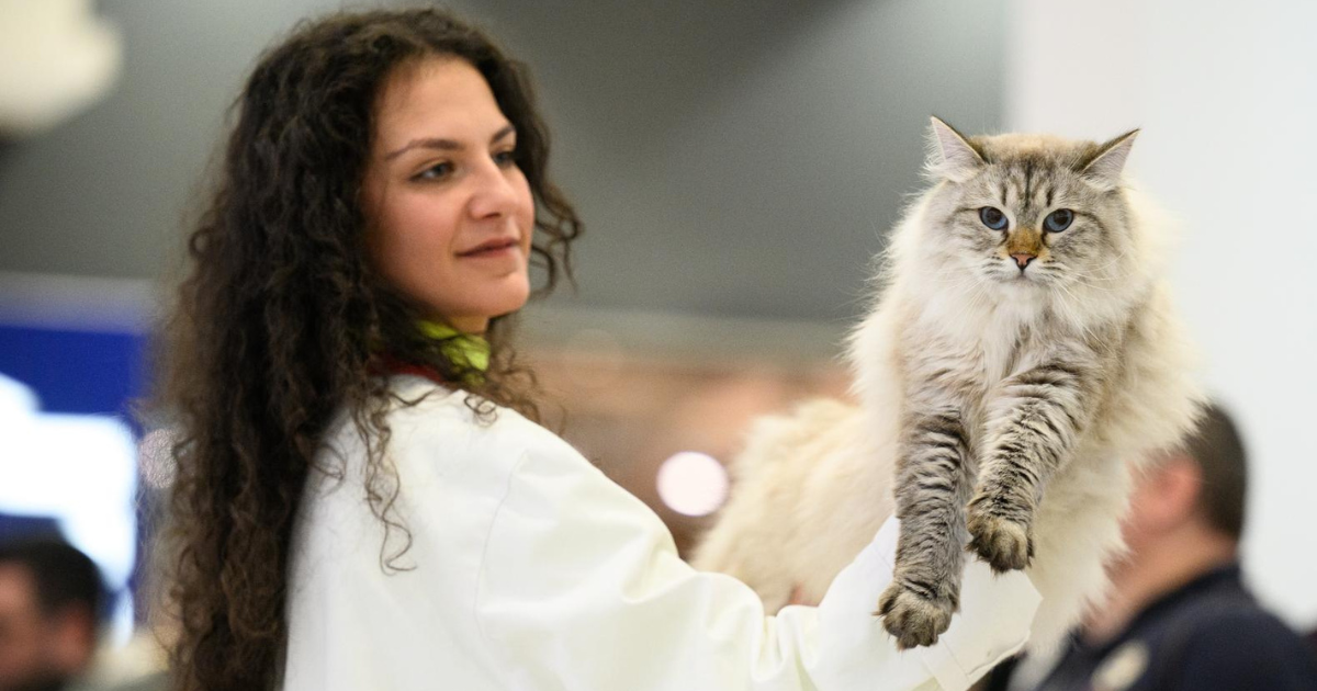 U Zagrebu se održala Međunarodna izložba mačaka, pogledajte fotografije ljepotica