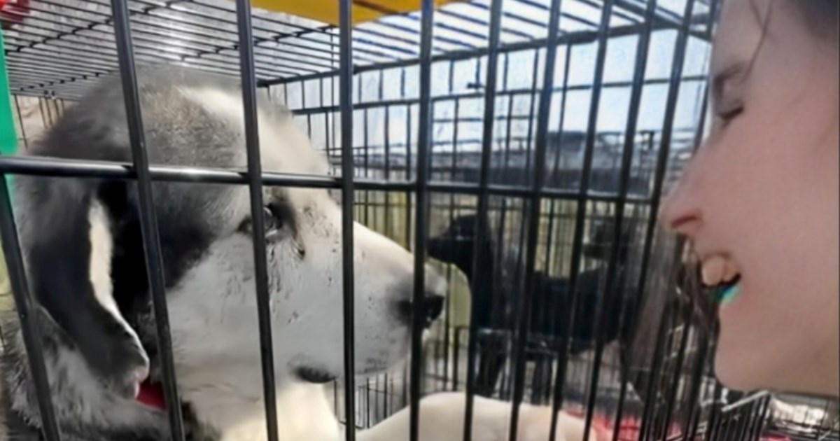 Mama je rekla ne još jednom psu, ali posjet azilu sve je promijenio