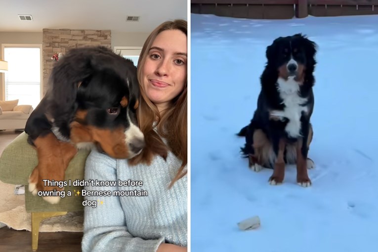 Vlasnica podijelila stvari koje nije znala o bernskim psima, video je hit