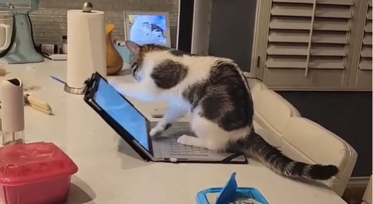 Mačka koja "odgovara na mailove" postala hit na Instagramu
