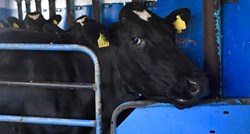 Hrvatska među zemljama EU s padom proizvodnje mlijeka u ožujku