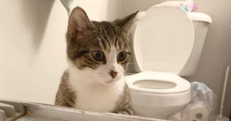 Kad je vidjela vlasnika koji se kupa, mačka je izrazom lica osvojila tisuće