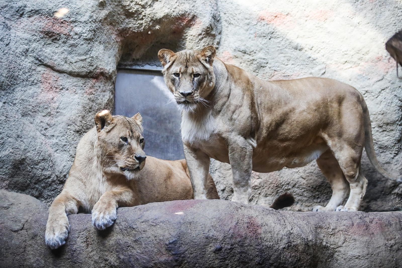 U zagrebačkom Zoološkom vrtu počinje Noćni safari