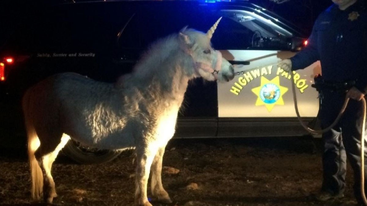 Policajci dobili dojavu uznemirenih vozača: Po cesti trči mitsko biće