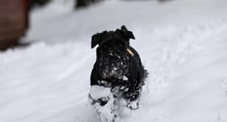 Nitko nije uživao u snijegu na Sljemenu kao ovaj psić