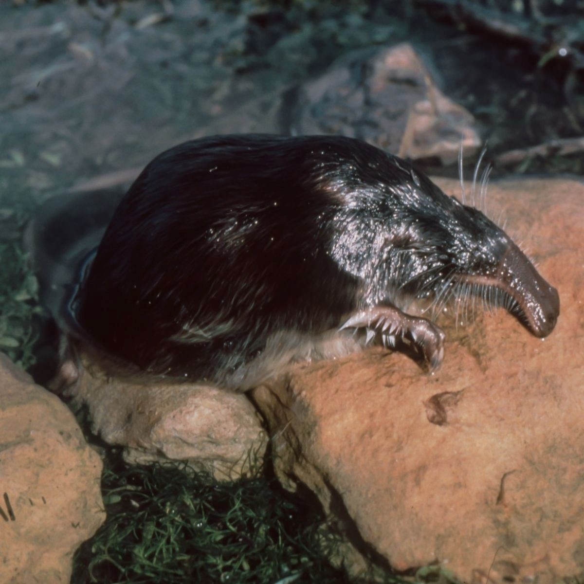 ZOO Zagreb pomaže u očuvanju jednog od najugroženijih europskih sisavaca