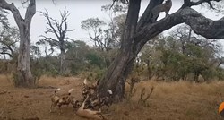 Epska borba za obrok: Divlji psi ukrali impalu leopardu, ubrzo su i oni bježali