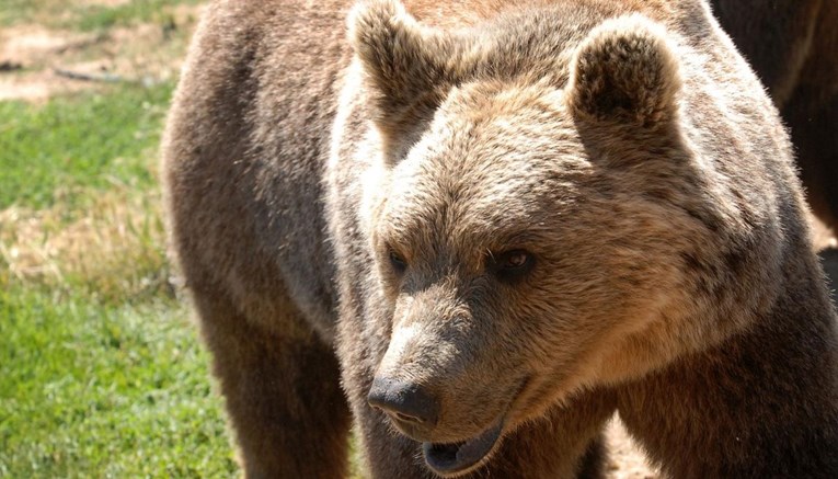Ženu u Sloveniji napao medvjed, u kritičnom je stanju