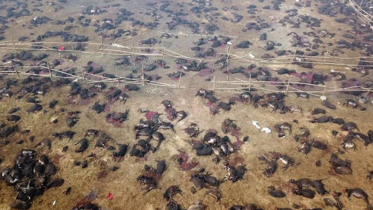 UZNEMIRUJUĆE Dronom snimili tisuće životinja žrtvovanih na festivalu Gadhimai