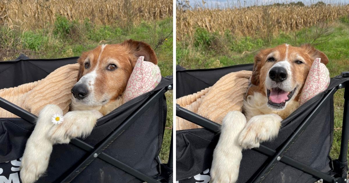 Tom je doživio najgore od ljudi. Više ne može hodati, ali svejedno uživa u životu