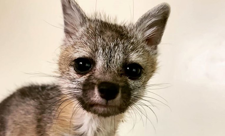 Obitelj je pronašla bebu sive lisice u jako lošem stanju i odlučila joj spasiti život