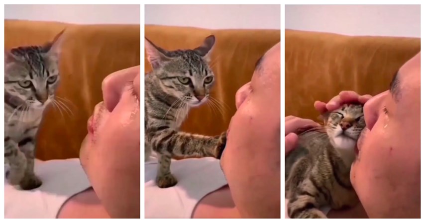 Brižna maca pokušala utješiti svog uplakanog vlasnika, video oduševio mnoge