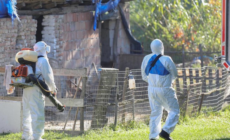 Svinjska kuga izbila u Mađarskoj. Sedam naselja u Hrvatskoj pod nadzorom