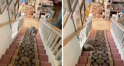 Pas pokazao kako se zapravo treba spuštati niz stepenice i oduševio internet