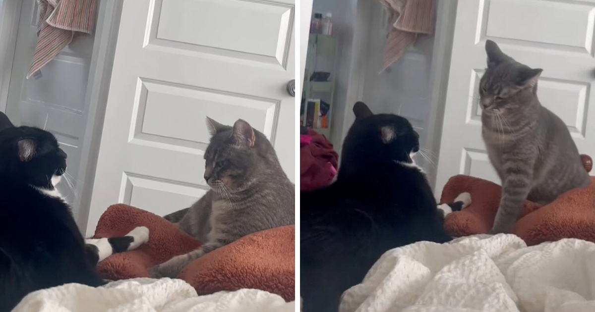 Fantomski ud: Tronoga mačka "udara" sestru šapom koje više nema