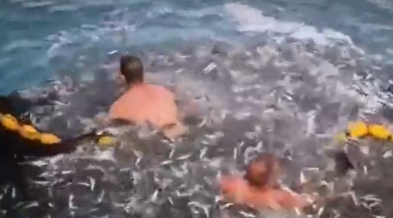 VIDEO Riječki ribari spasili dupina koji se zapleo u mrežu, pogledajte snimku