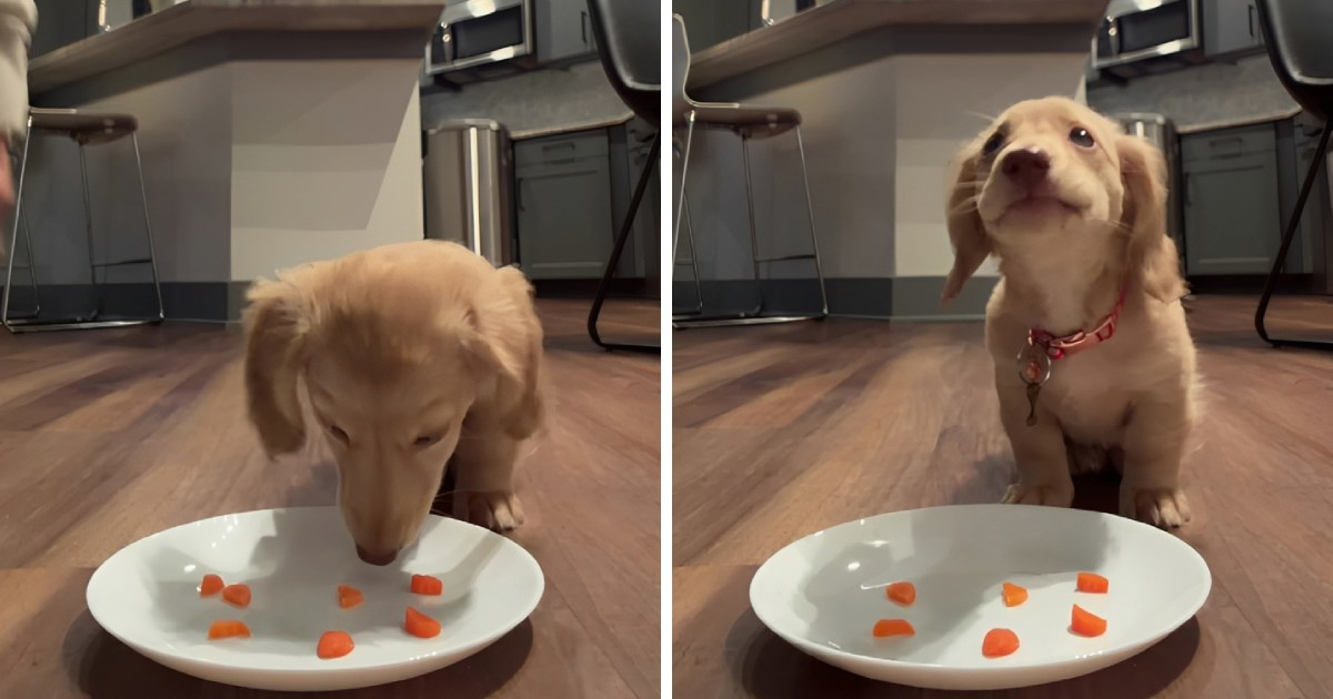 Jazavčarka Tini osvojila internet grickajući mrkvu 🥰