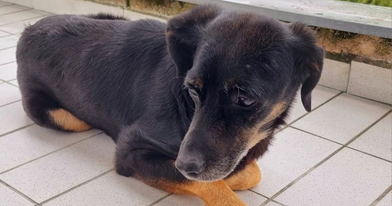 Đonyja se svi žele riješiti, pomozimo mu da blagdane ne dočeka sam