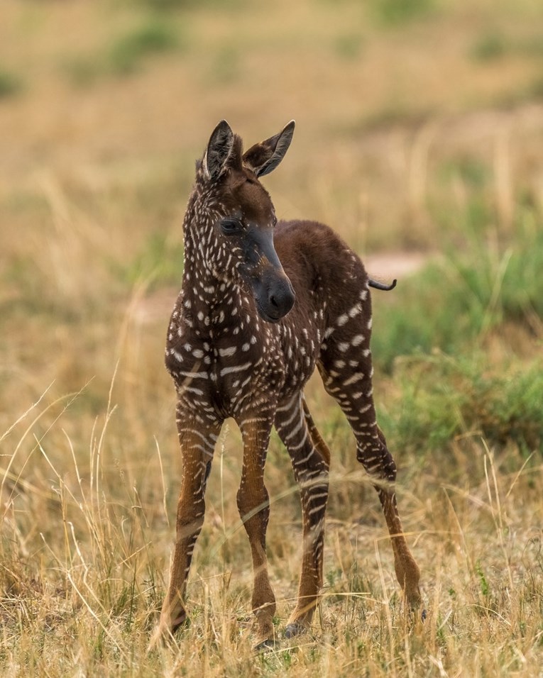 Preslatka zebra u Keniji privukla pažnju zbog svojeg neobičnog krzna