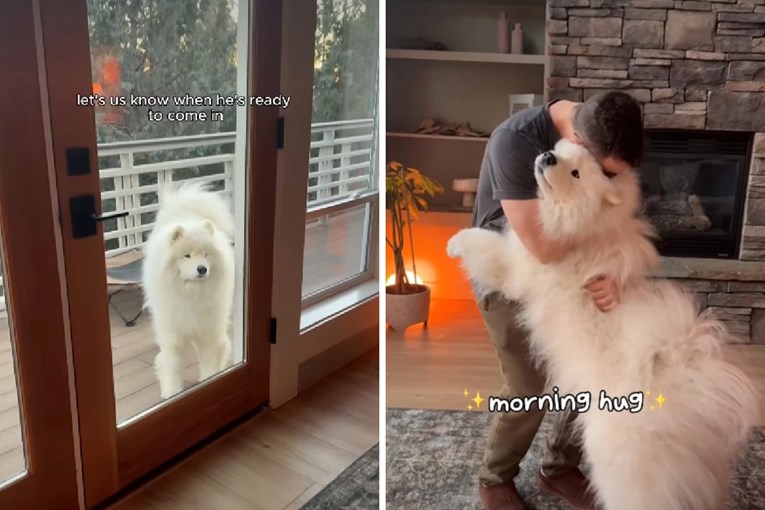 Jutarnja rutina preslatkog samojeda je hit na internetu