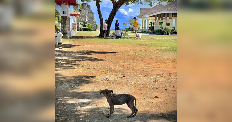 Tužna fotografija usamljenog psa postala je viralna. Priča je dobila sretan kraj