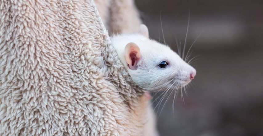 Najstariji miš na svijetu ima 9 godina i 5 mjeseci, žele ga upisati u knjigu rekorda