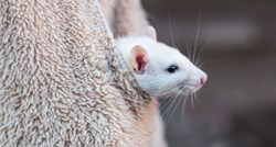 Najstariji miš na svijetu ima 9 godina i 5 mjeseci, žele ga upisati u knjigu rekorda