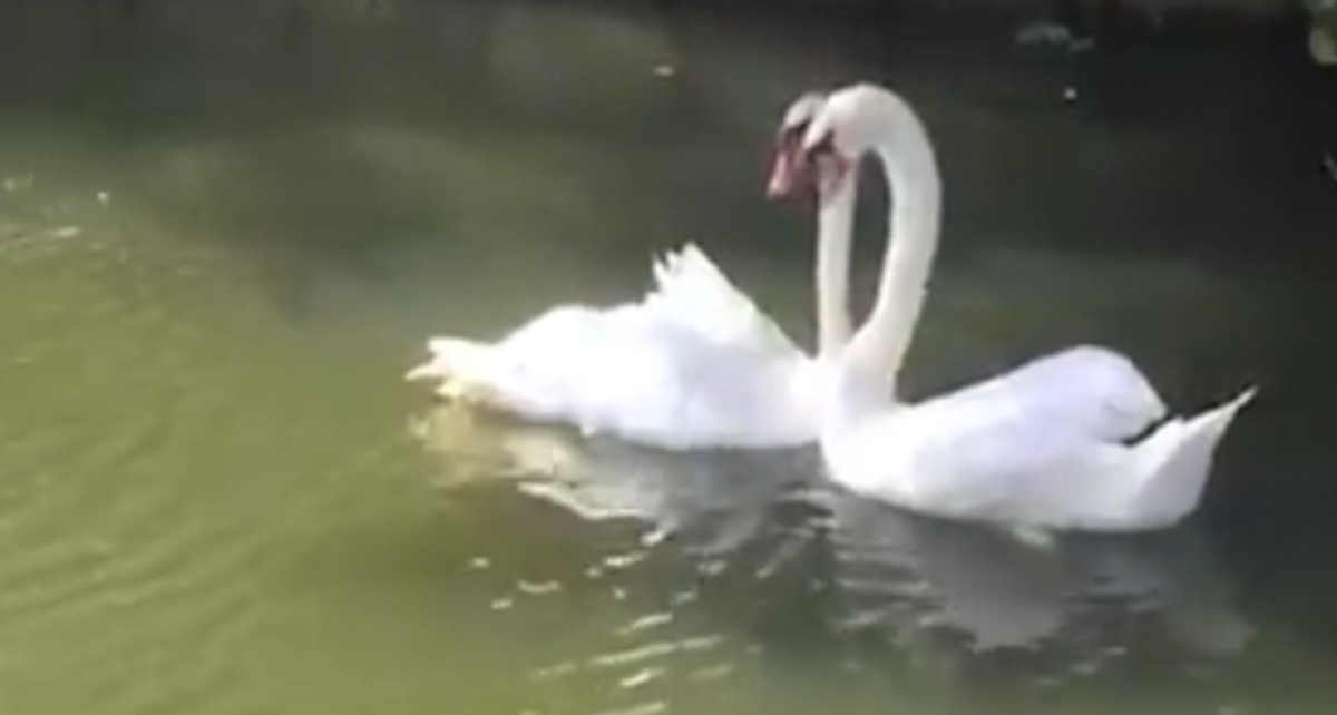 Izliječena labudica vratila se svom partneru, njihov je susret čaroban