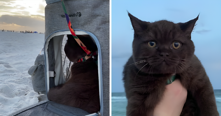 VIDEO Vlasnici prvi put odveli svoju mačku na plažu. Nije prošlo kako su planirali