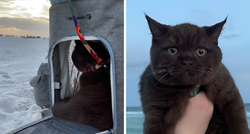 VIDEO Vlasnici prvi put odveli svoju mačku na plažu. Nije prošlo kako su planirali