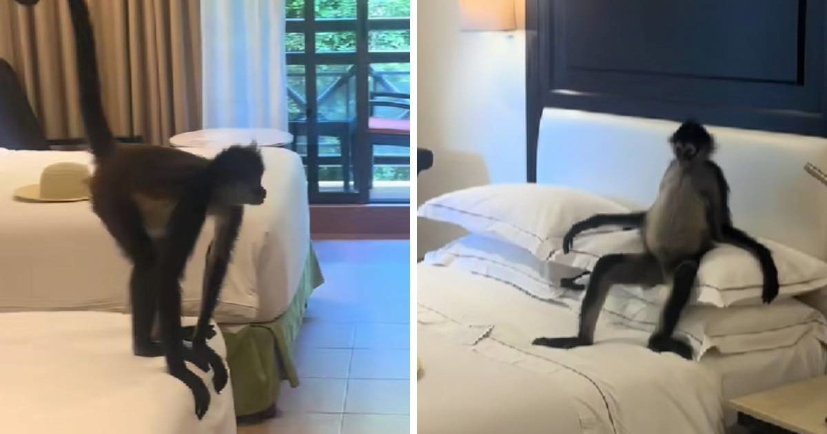 Ostavila je otvorena vrata sobe u Meksiku, ušuljao joj se neočekivani gost 🙈