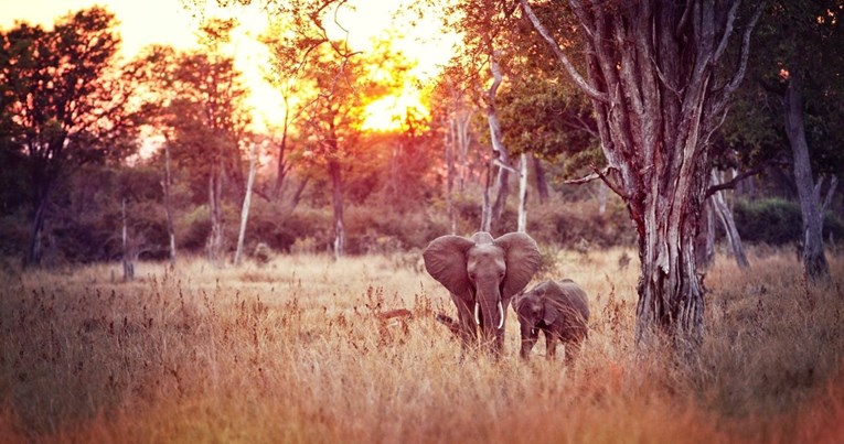 Slonica usmrtila dvije žene na safariju u Zambiji