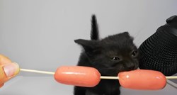 Više od pet milijuna pregleda: Snimka mace koja jede doslovno je začarala svijet