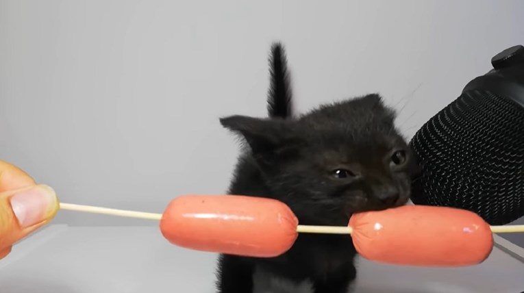 Više od pet milijuna pregleda: Snimka mace koja jede doslovno je začarala svijet