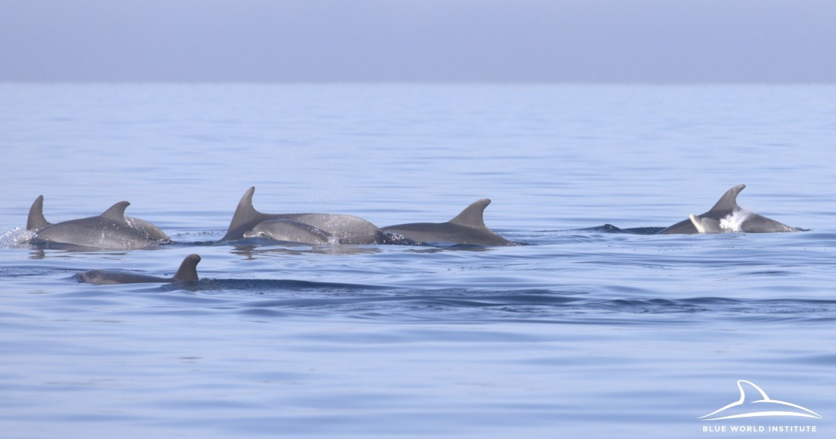 Između otoka Silbe i Grebena uočeno jato od 30 dupina, među njima majka i mladunče