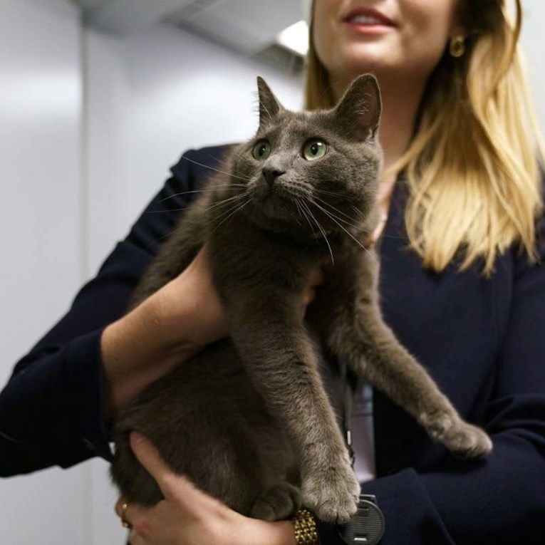 VIDEO Mačka upala u Bijelu kuću i završila u sobi za brifinge, nosila je Airtag