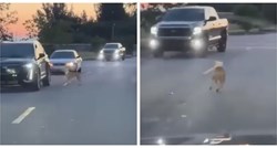 Izgubljeni pas zaustavlja svaki automobil i moli da ga spase
