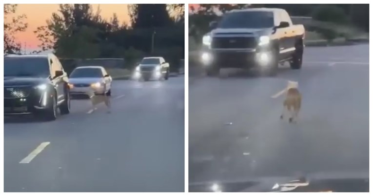 Izgubljeni pas zaustavlja svaki automobil i moli da ga spase