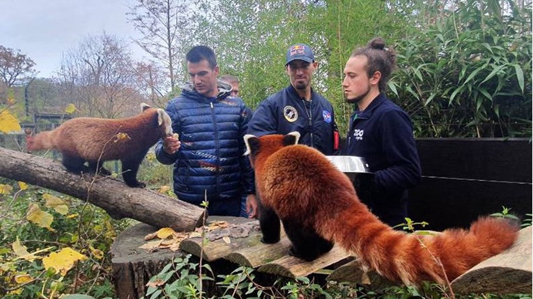 Slatke crvene pande iz zagrebačkog zoo vrta zvat će se Dudek i Regica