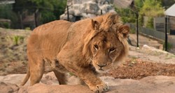 Pet lavova pobjeglo iz nastambe u zoološkom vrtu u Sydneyju, vraćeni su natrag